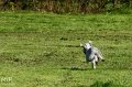 2010-10-03 Coursing-Training GE (11)